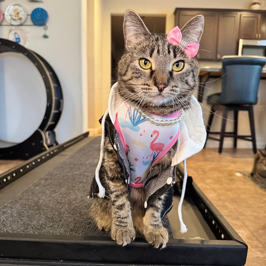 Pet Hoodie Vest