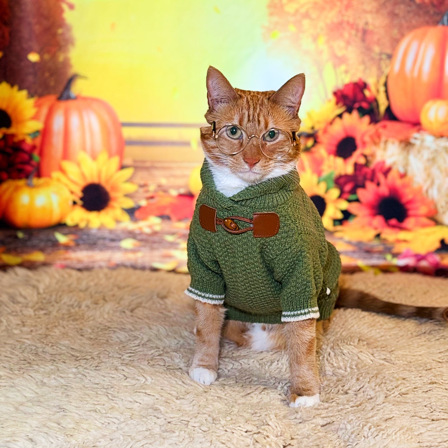 Cat wearing a green sweater with glasses in front of autumn decorations.