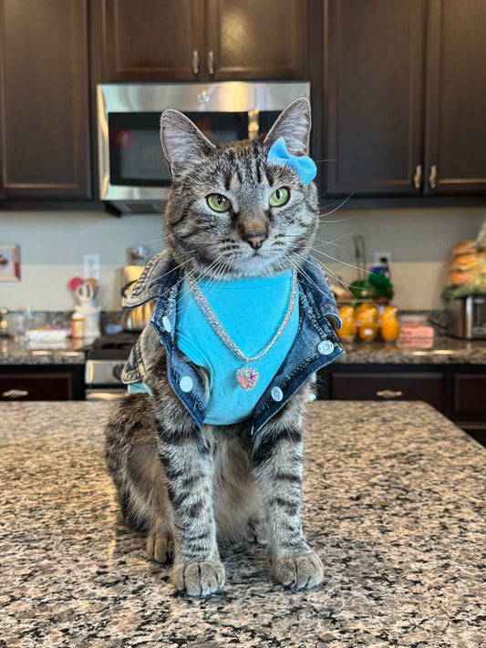 Cat in a blue outfit standing on a kitchen counter