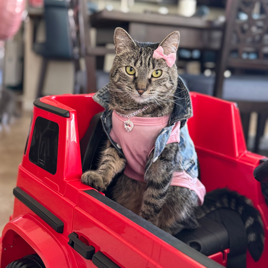 Pet Essential Shirt