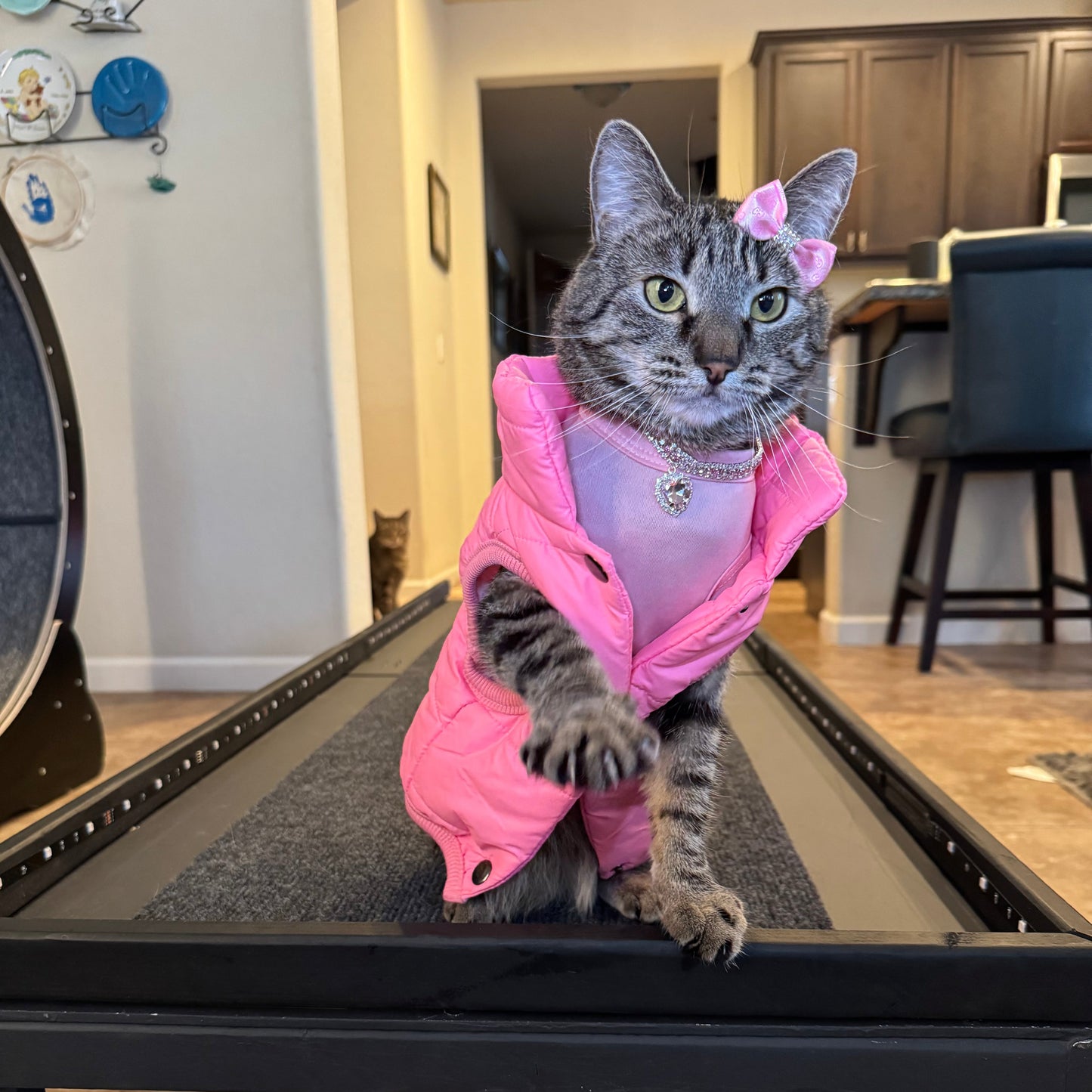 Pet Puff Vest