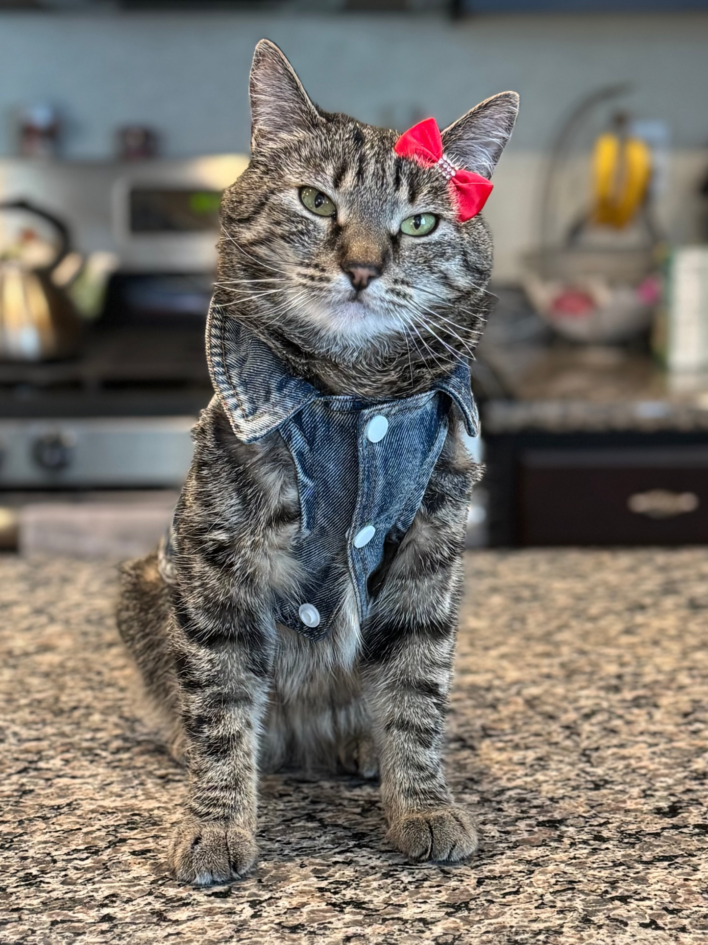 Pet Denim Vest Jacket