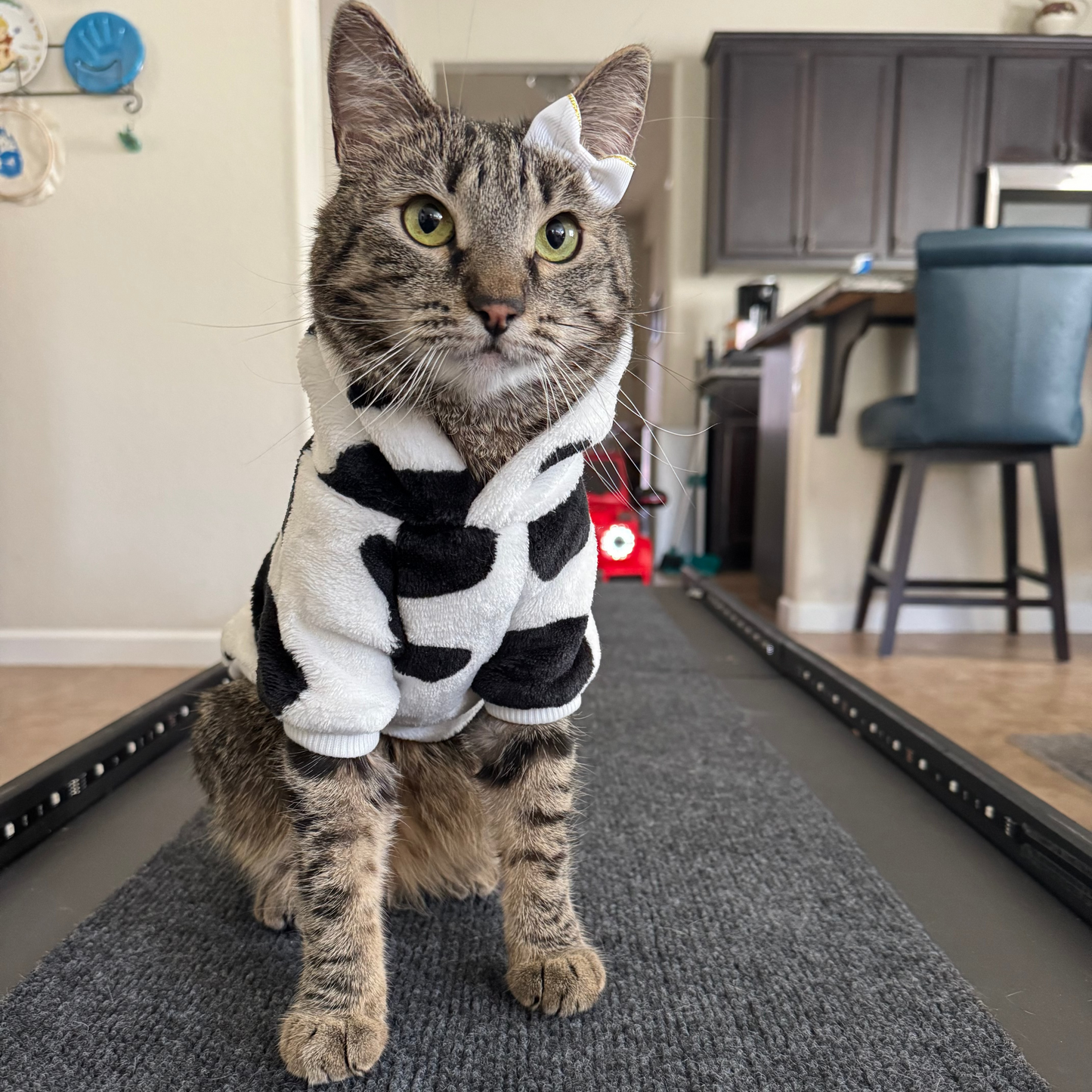 COW HOODIE