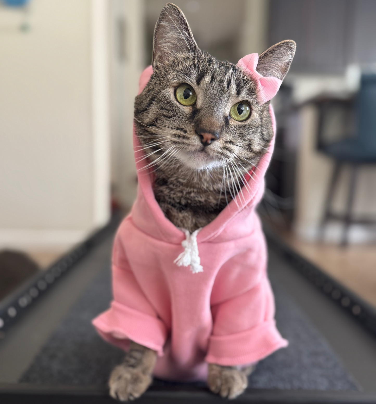 SOLID PET HOODIE