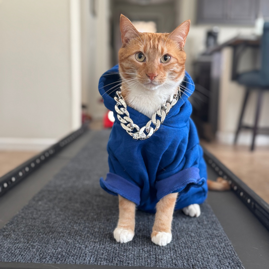 Cat wearing a blue hoodie and chain necklace on a treadmill