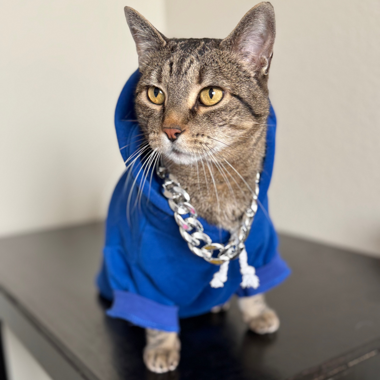 SOLID PET HOODIE