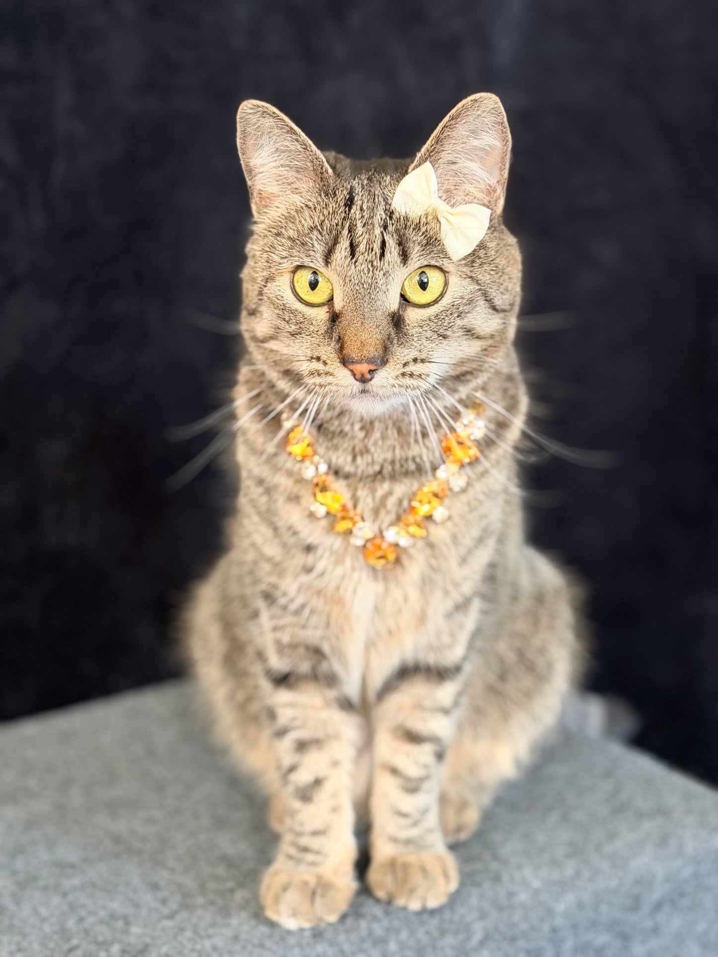 A brown tabby cat wearing a yellow and orange floral collar sits on a gray surface against a dark black background.
