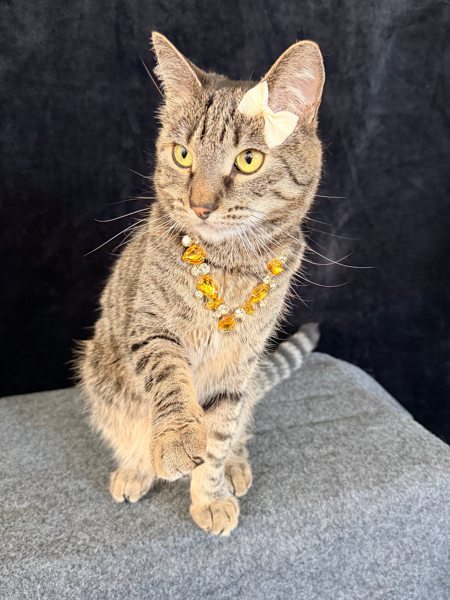 Pet Fancy Necklace