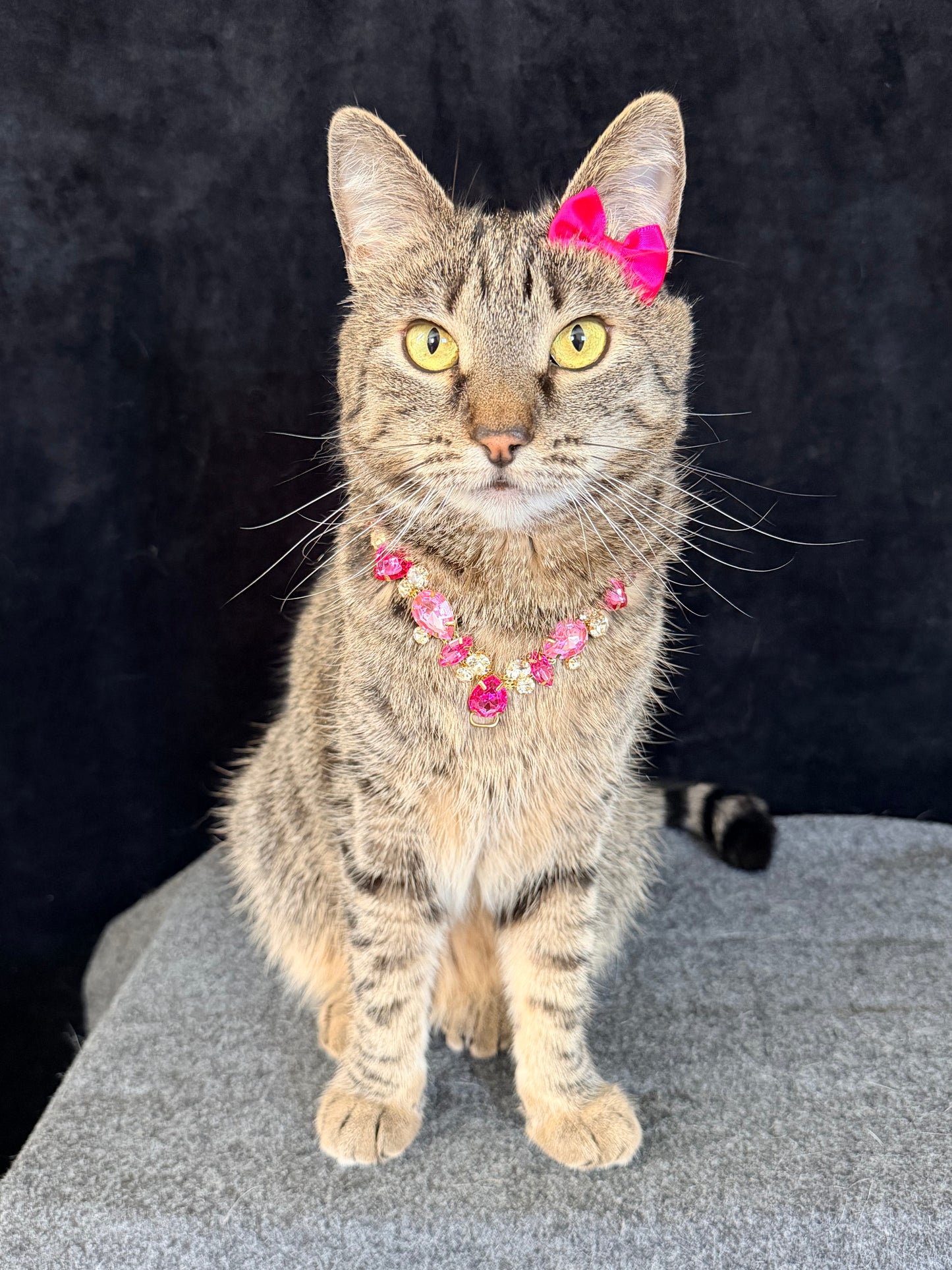 Pet Fancy Necklace