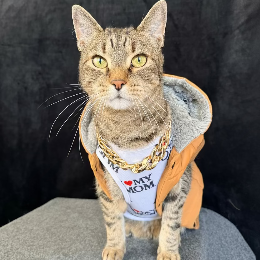 A tabby cat wearing a custom pet hoodie and graphic shirt, sitting on a gray surface against a black backdrop.