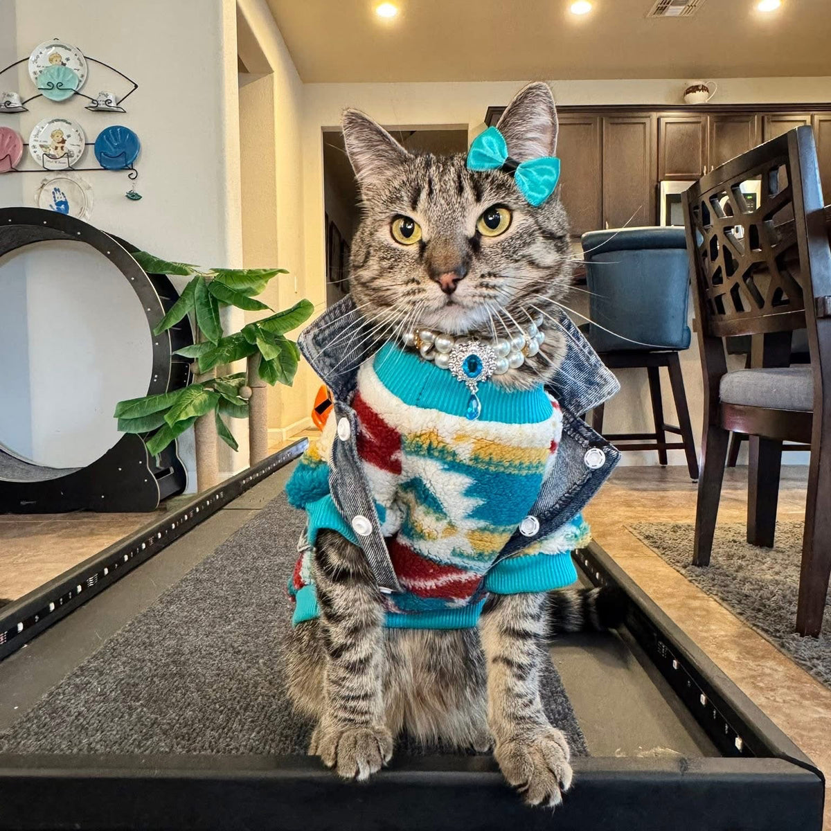A tabby cat wearing a colorful knit sweater, denim jacket, and a turquoise bow on its head, sitting on a black table in a home interior.