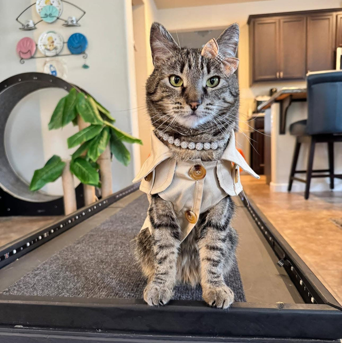 Pet Trench Coat