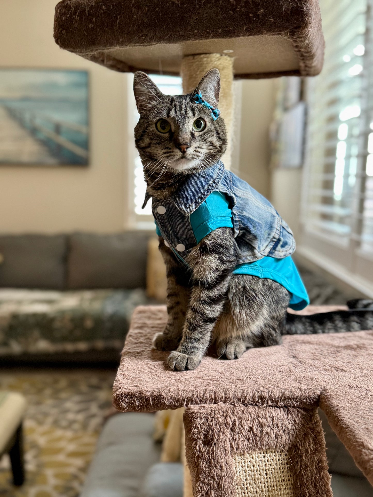 Pet Essential Shirt