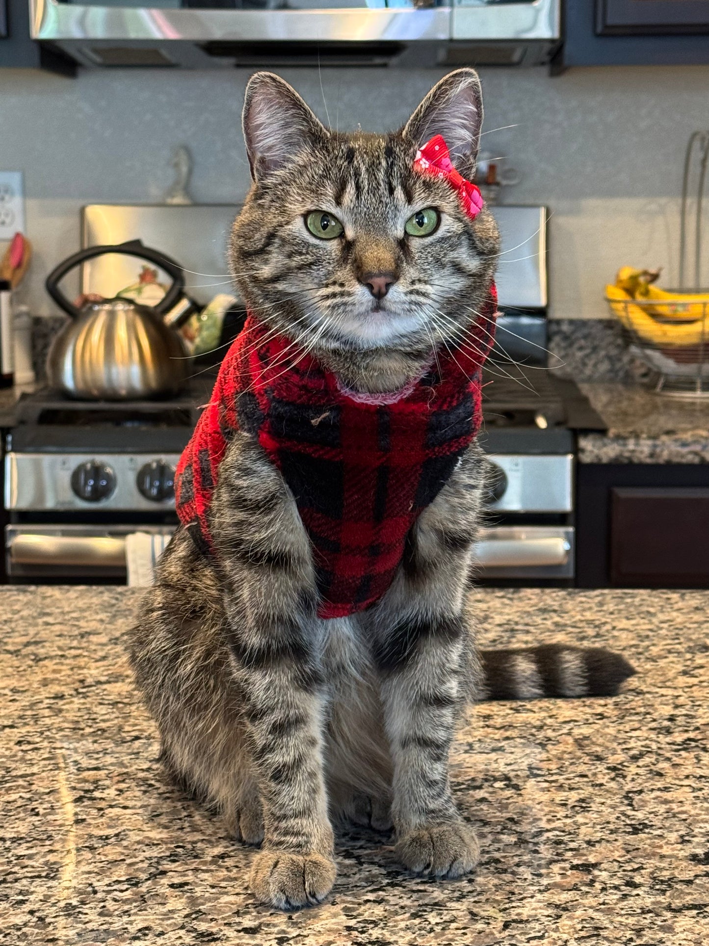 Pet Bow Sets- Matching