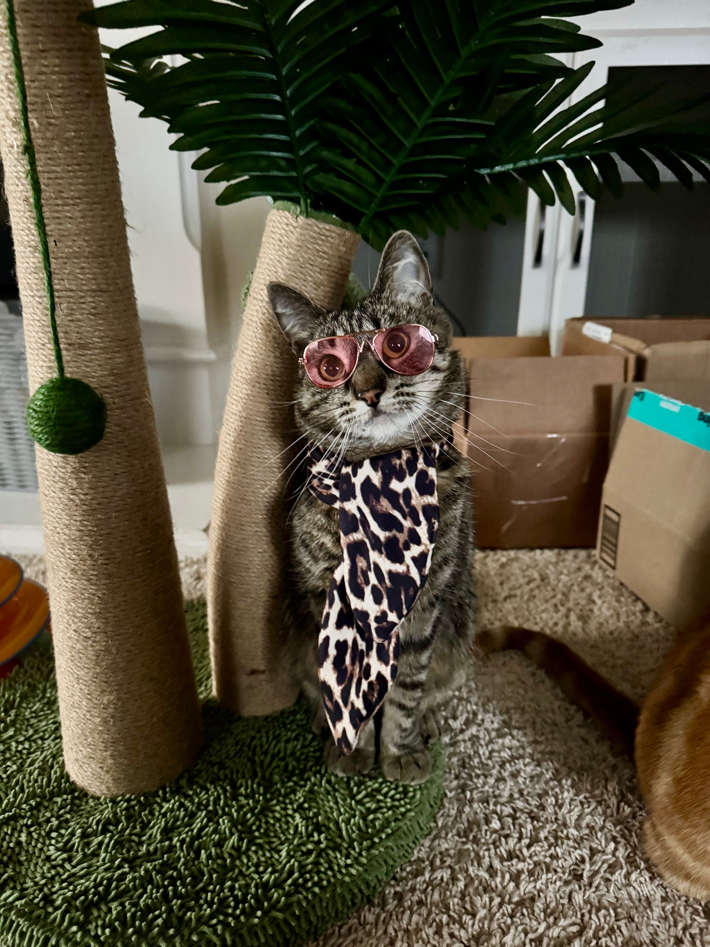 Catwalk Sunglasses
