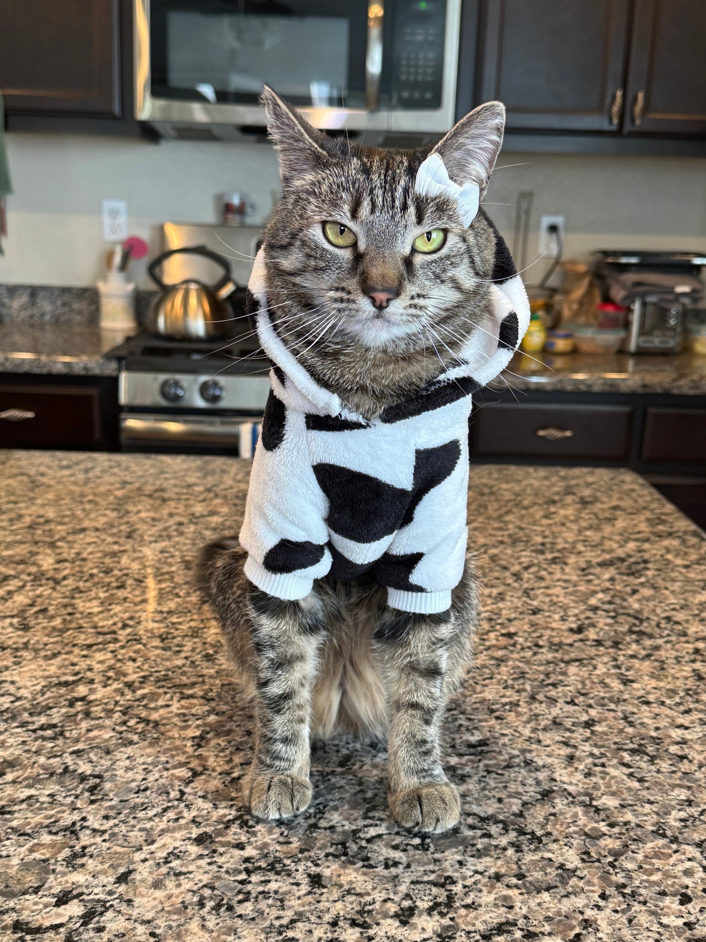 Pet Bow Sets- Matching