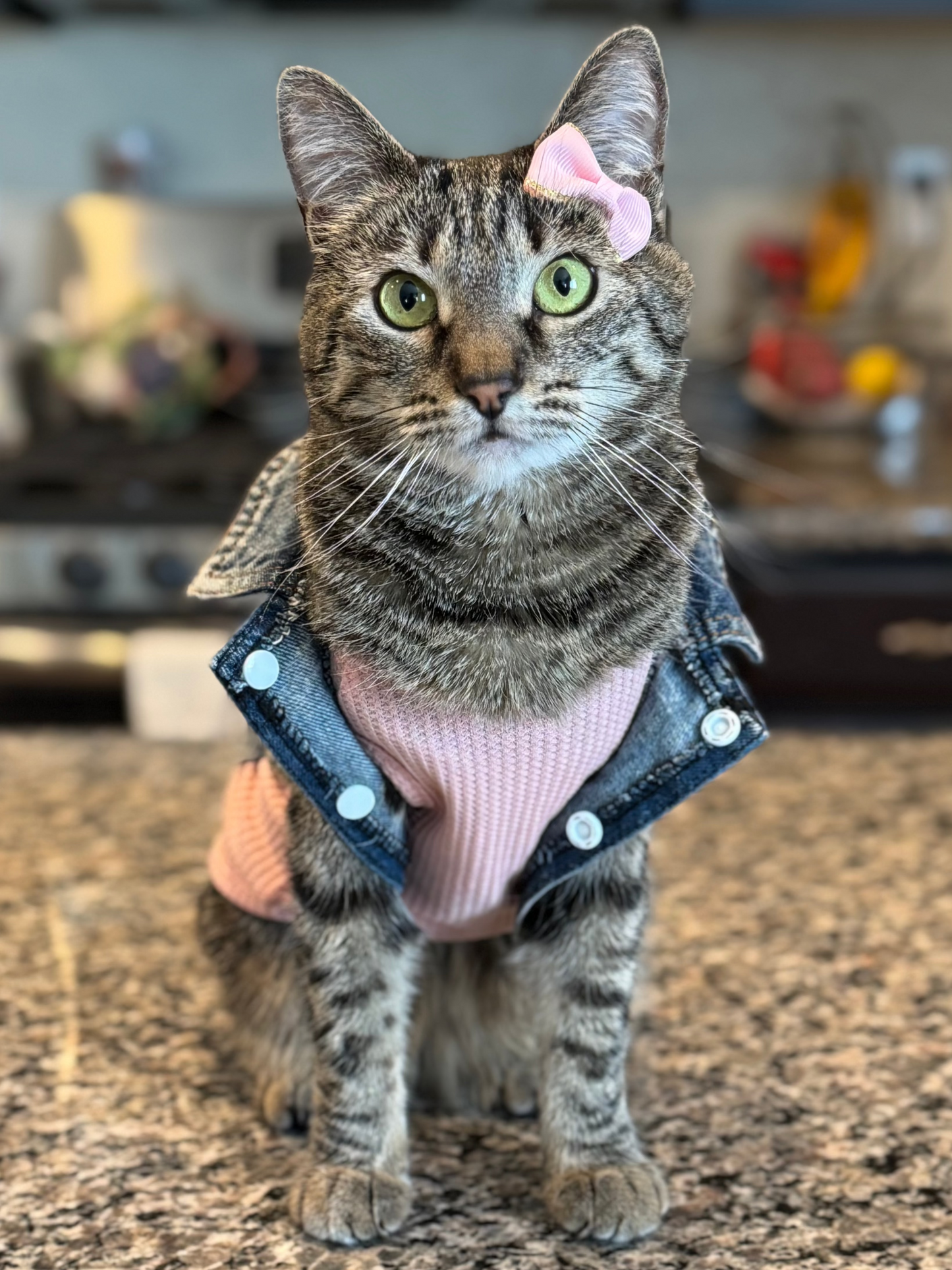 Pet Assorted Bows