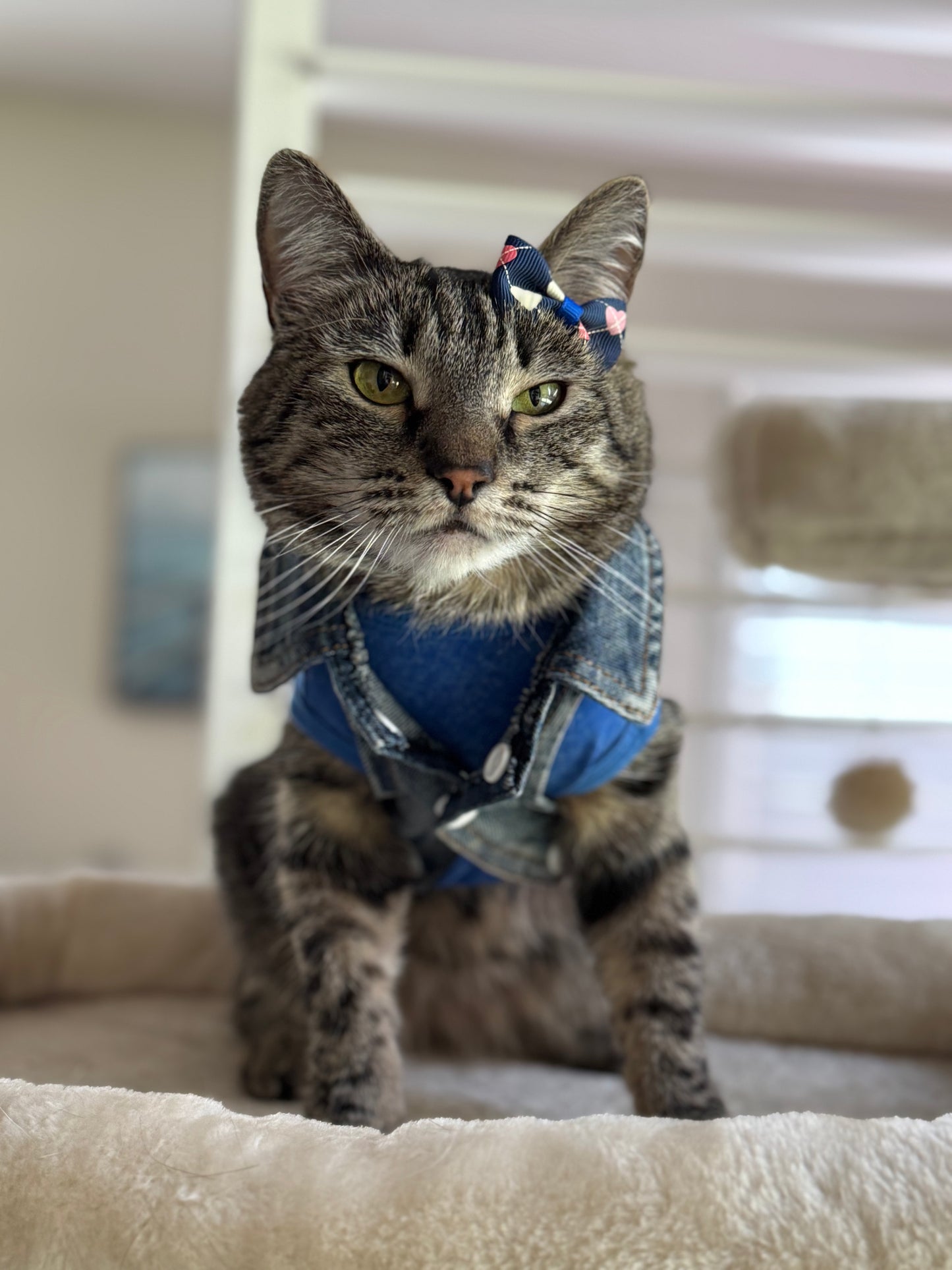 Pet Assorted Bows