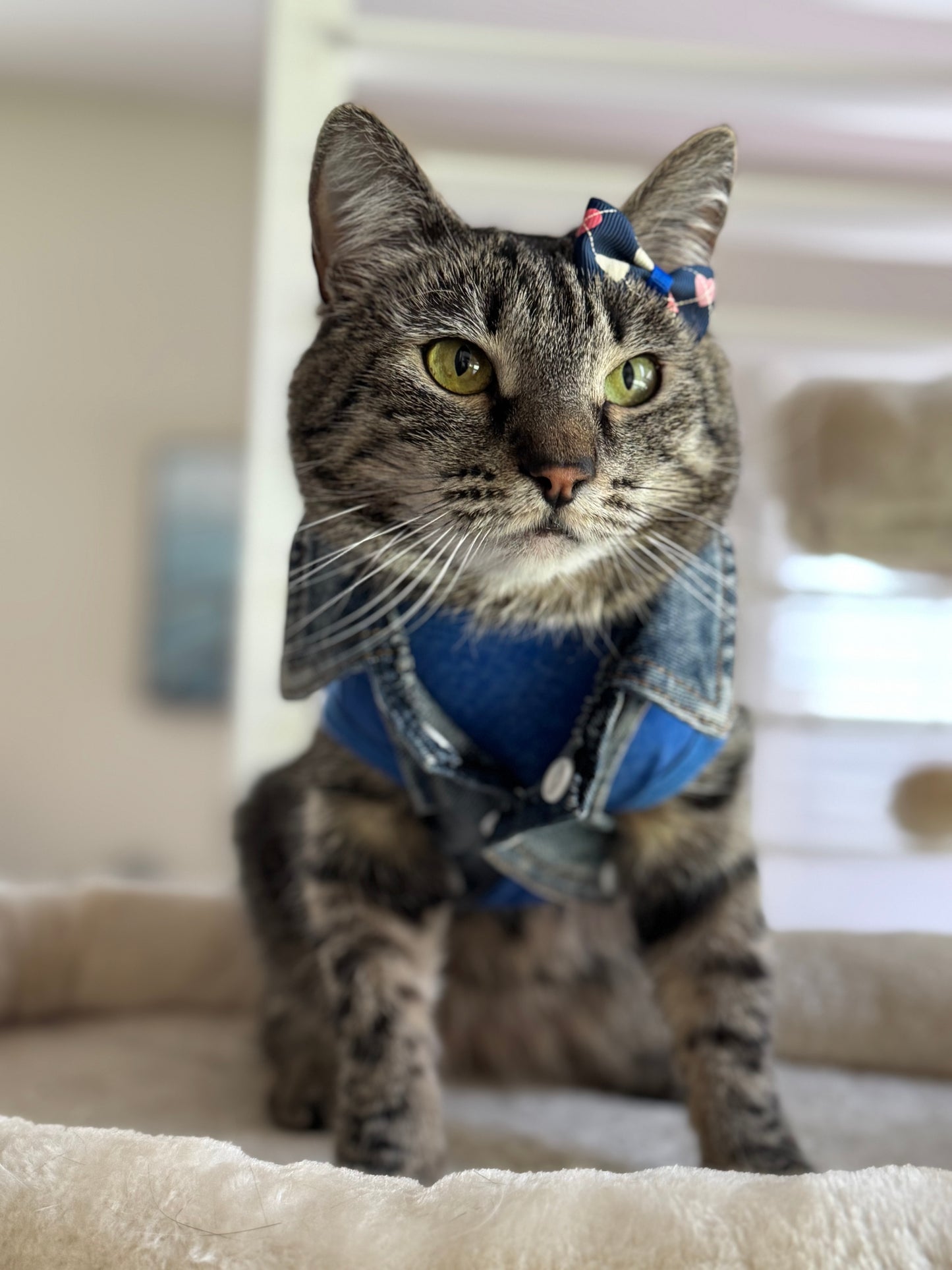 Pet Bow Sets- Matching