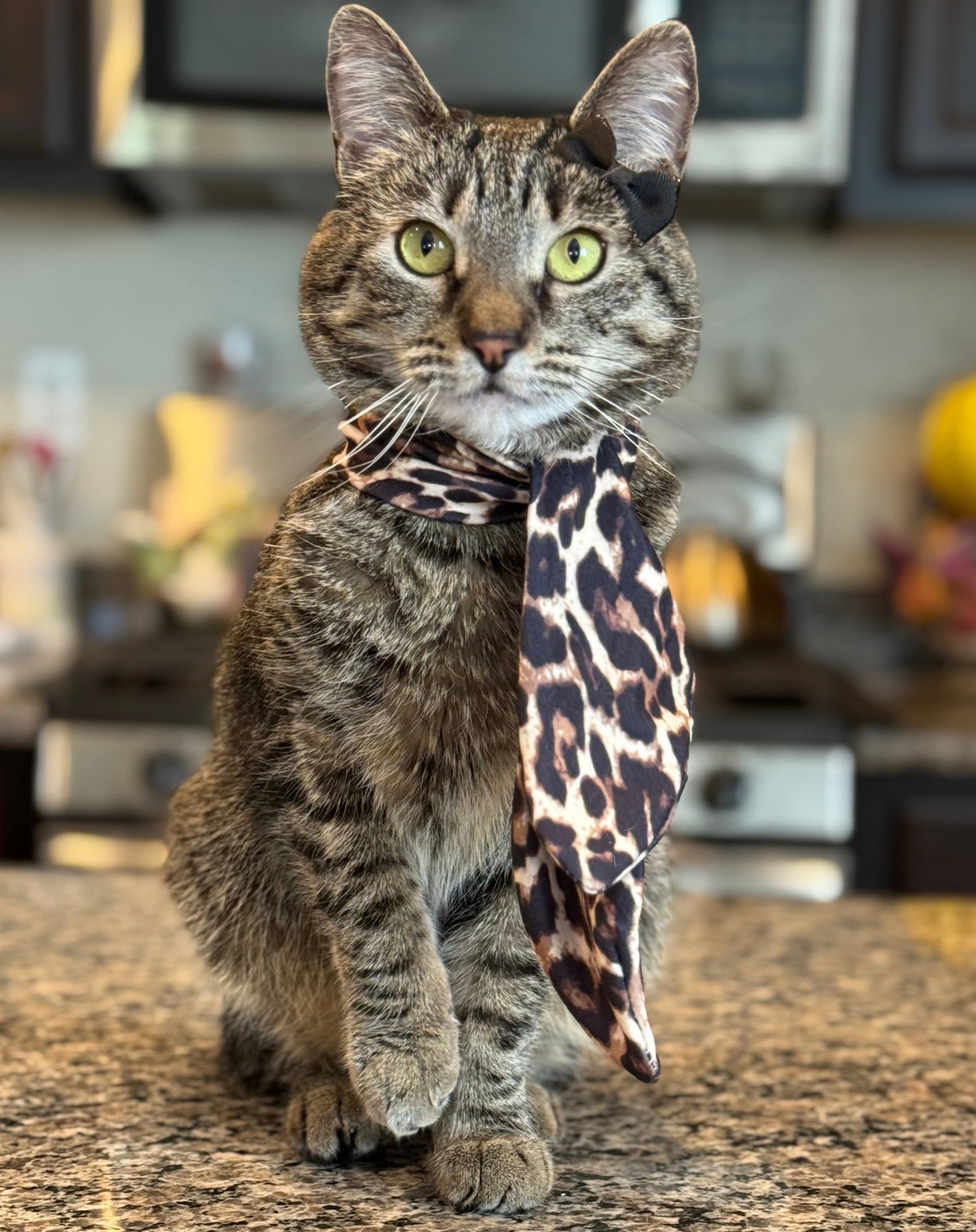 Pet Scarf
