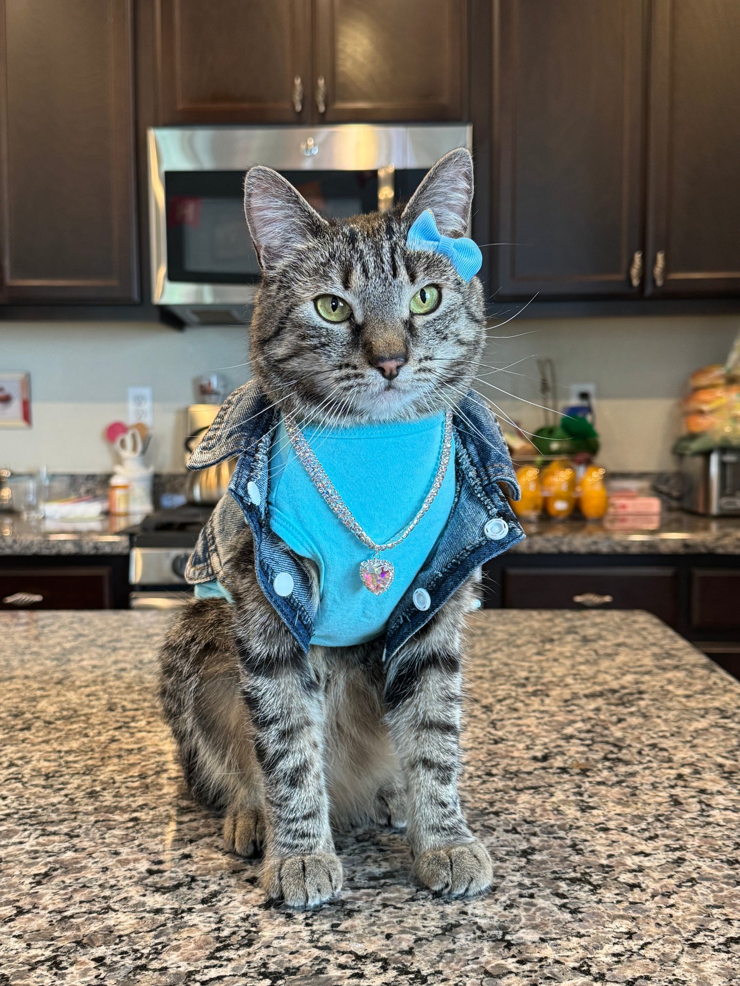 Cat in a blue outfit standing on a kitchen counter
