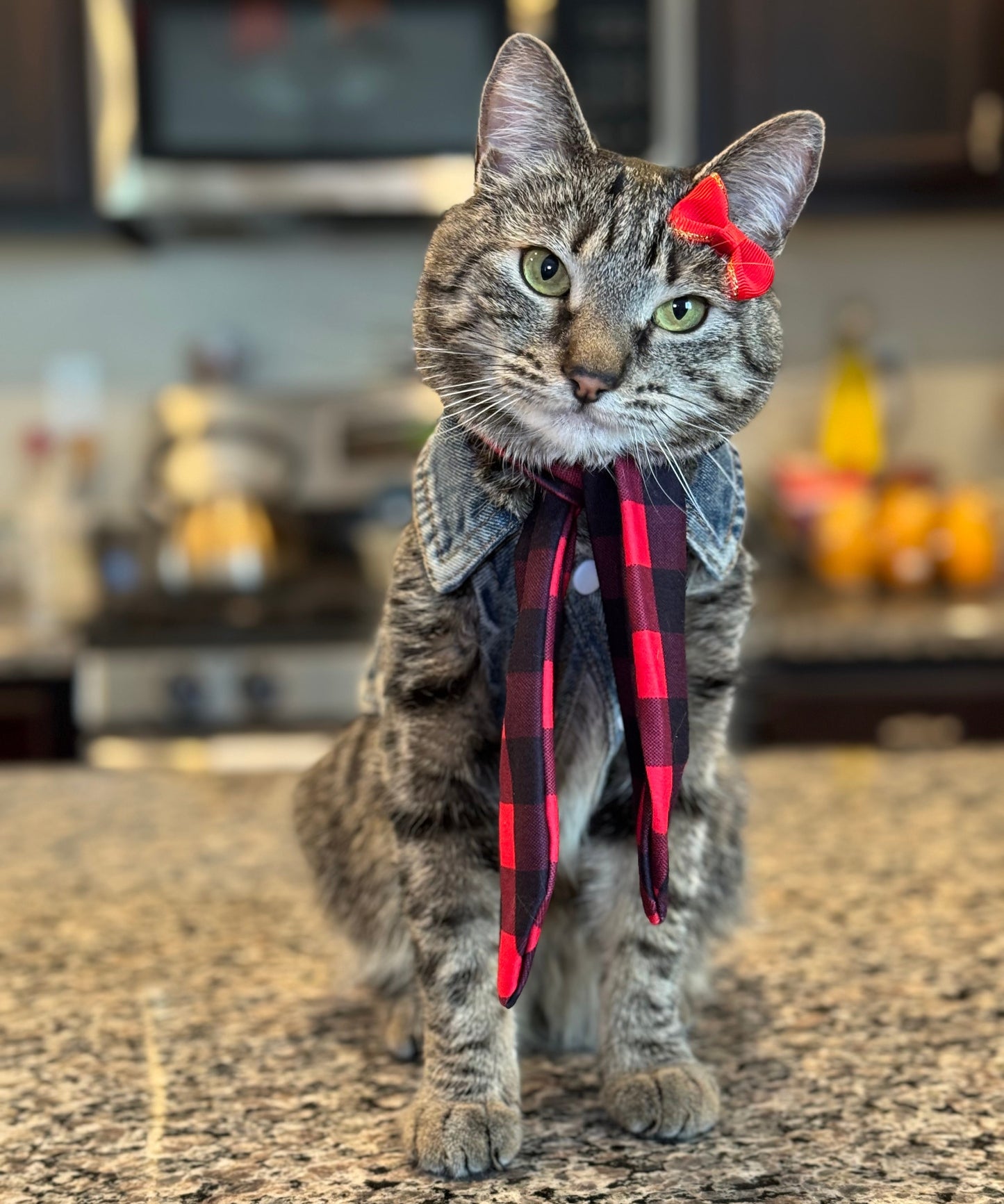 Catwalk Combo (Pet Scarf & Bow)
