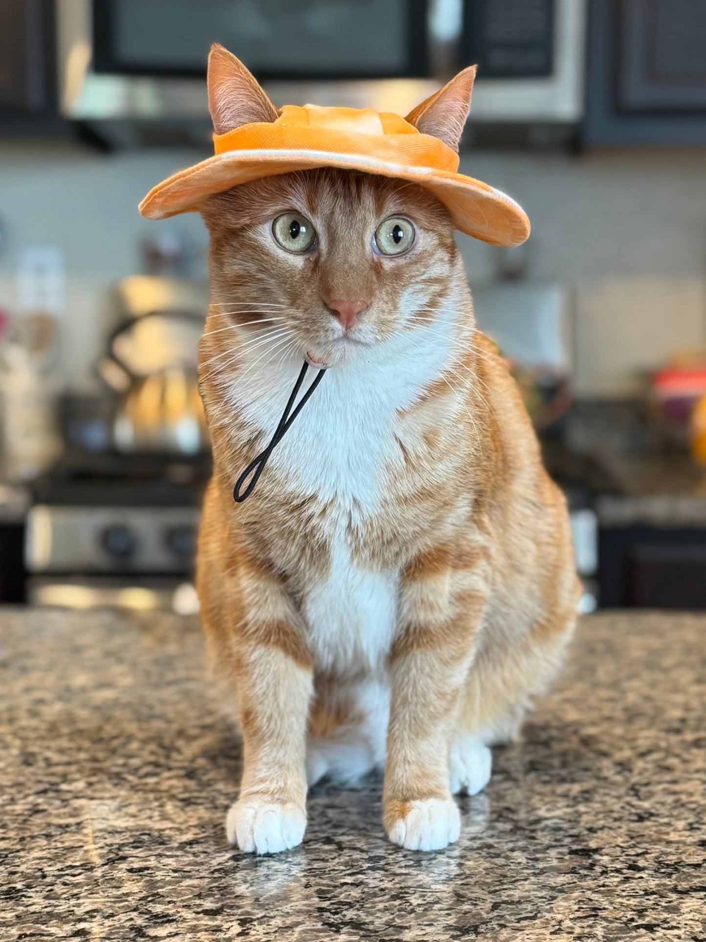 Pet Bucket Hats