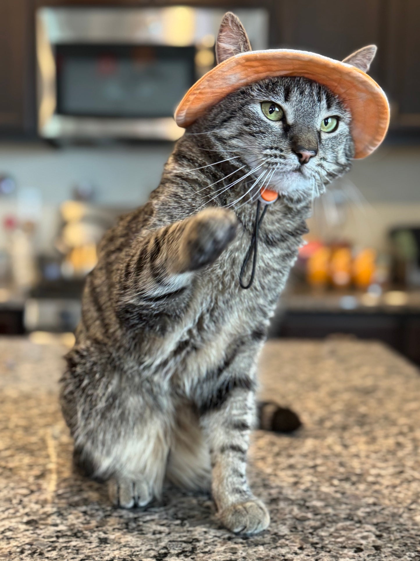 Pet Bucket Hats