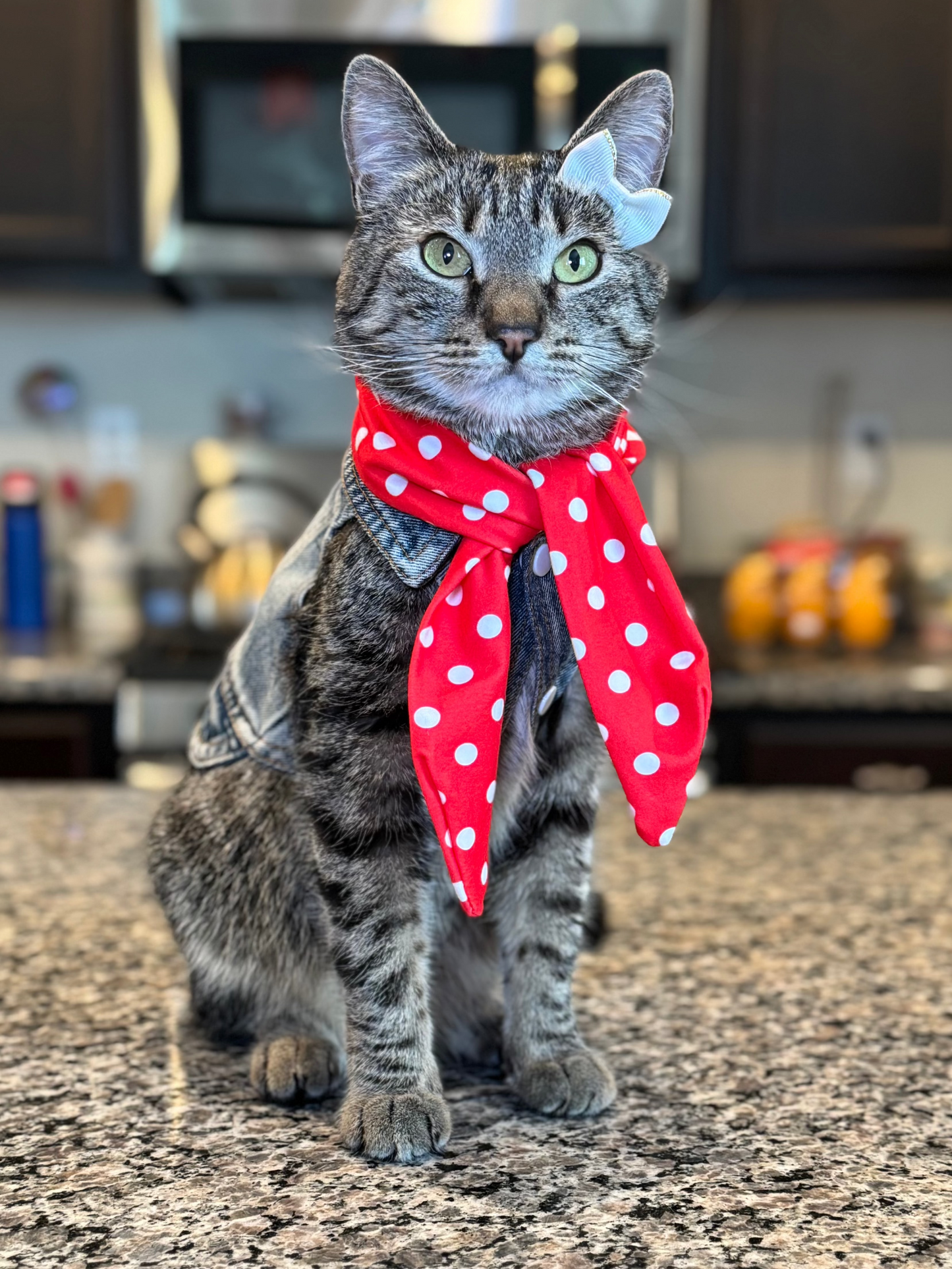 Catwalk Combo (Pet Scarf & Bow)