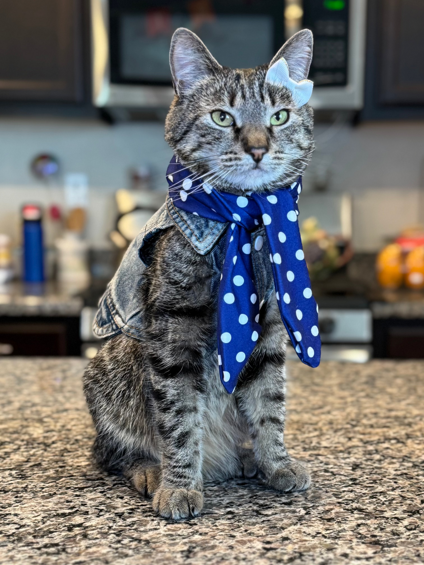 Pet Scarf