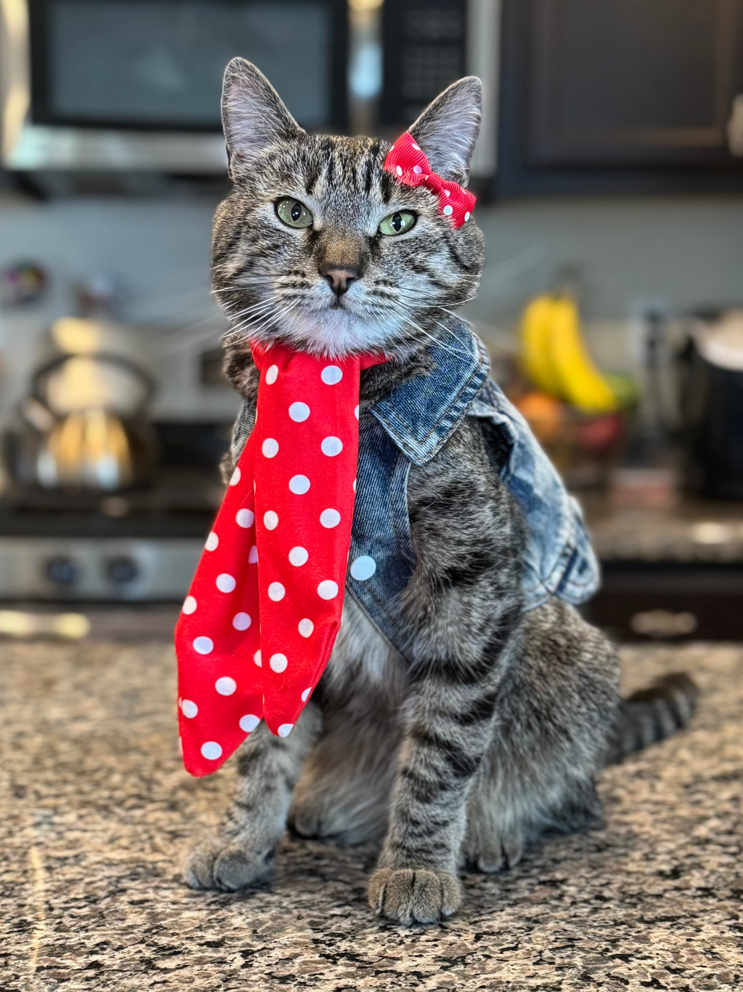 Catwalk Combo (Pet Scarf & Bow)