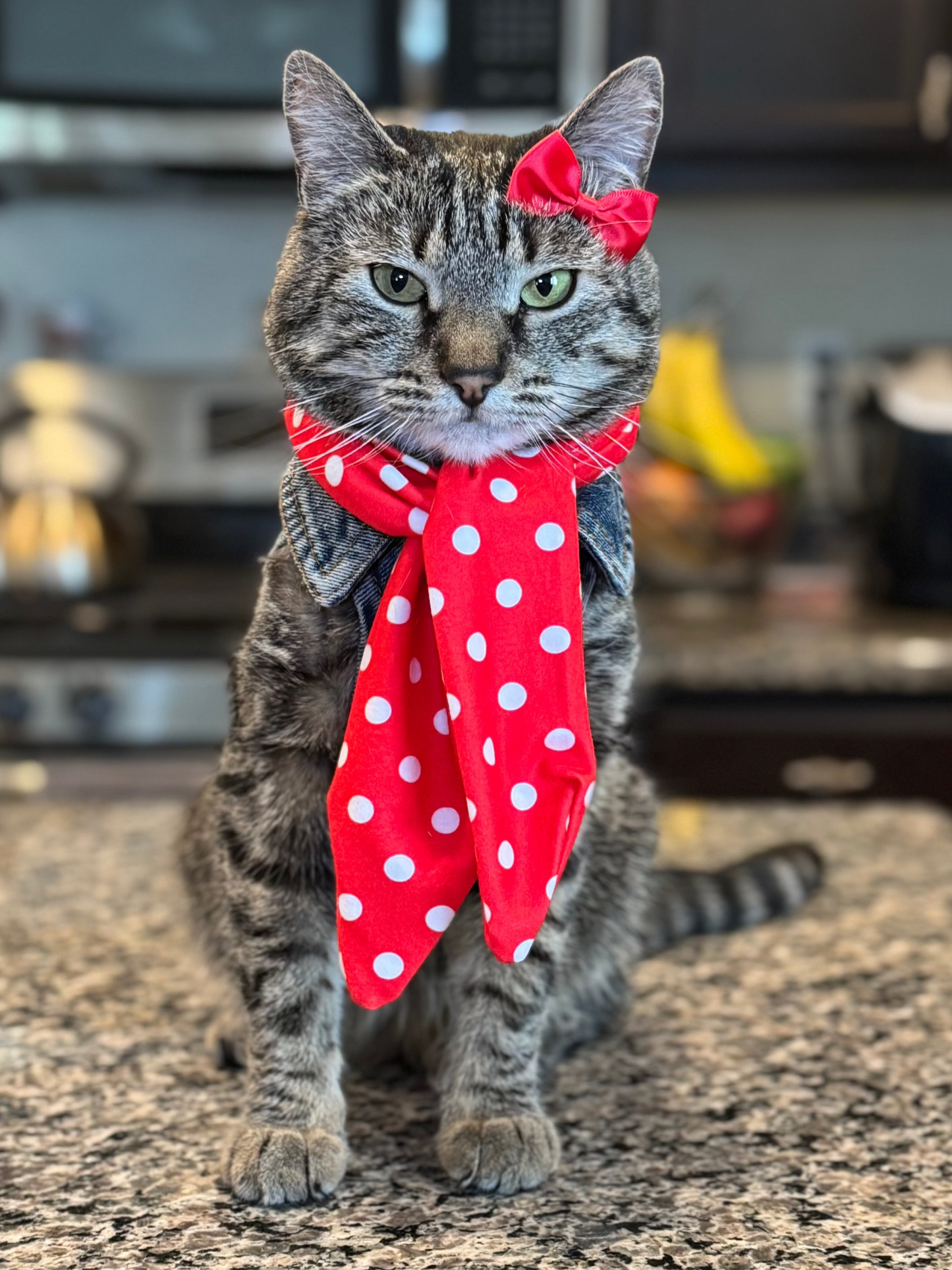 Catwalk Combo (Pet Scarf & Bow)