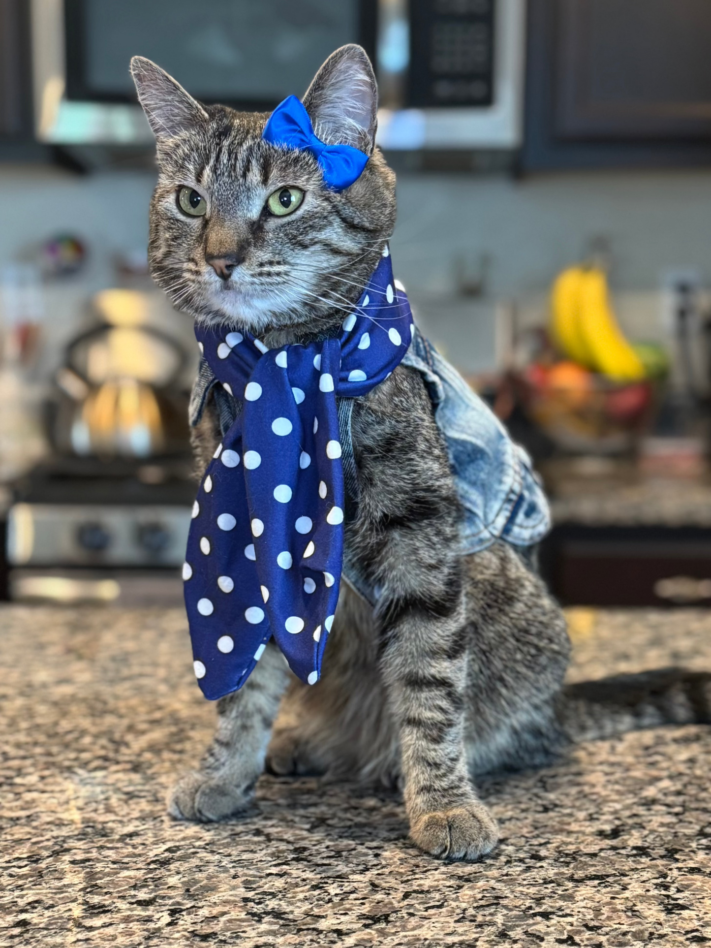 Catwalk Combo (Pet Scarf & Bow)