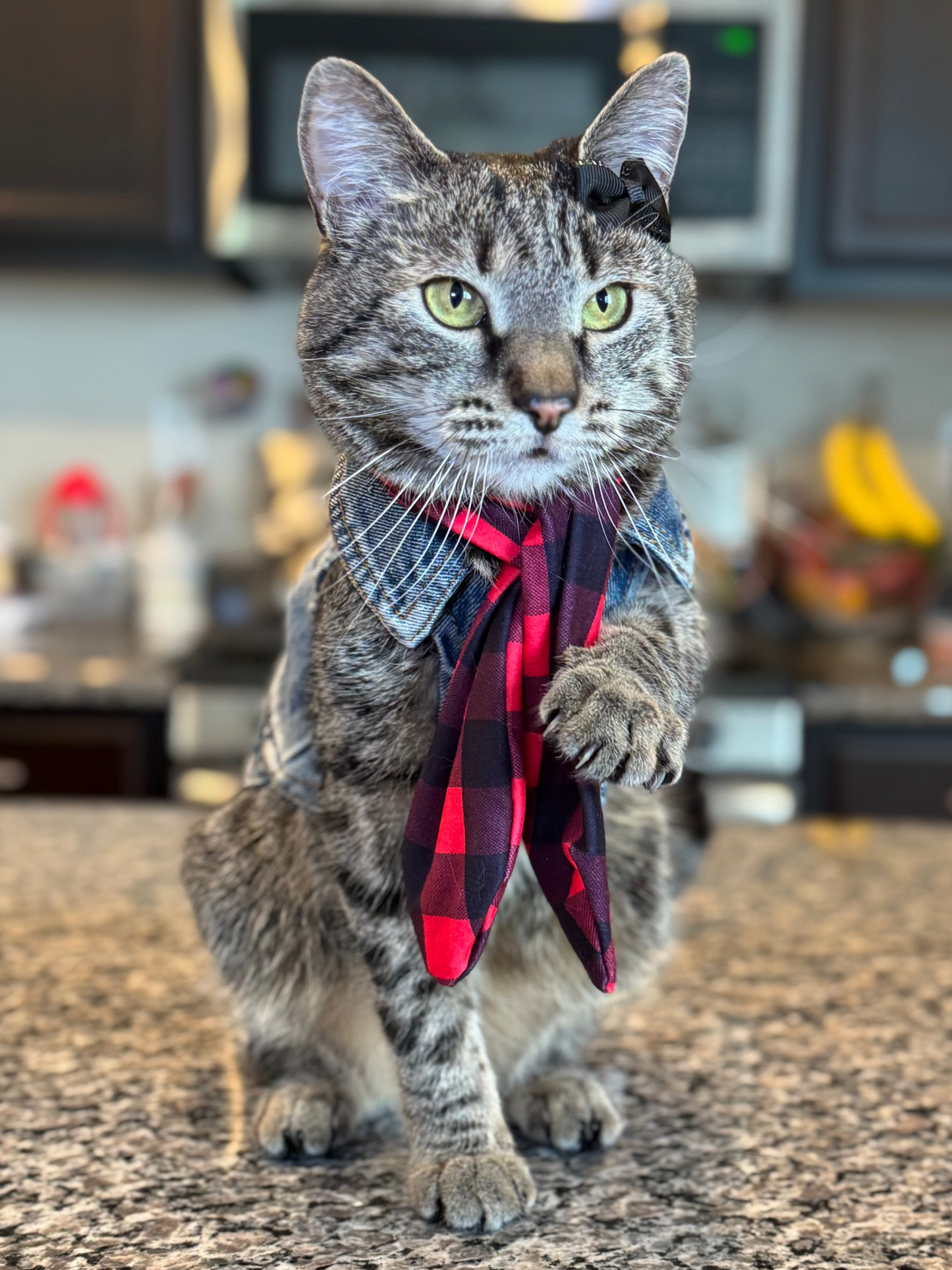 Catwalk Combo (Pet Scarf & Bow)