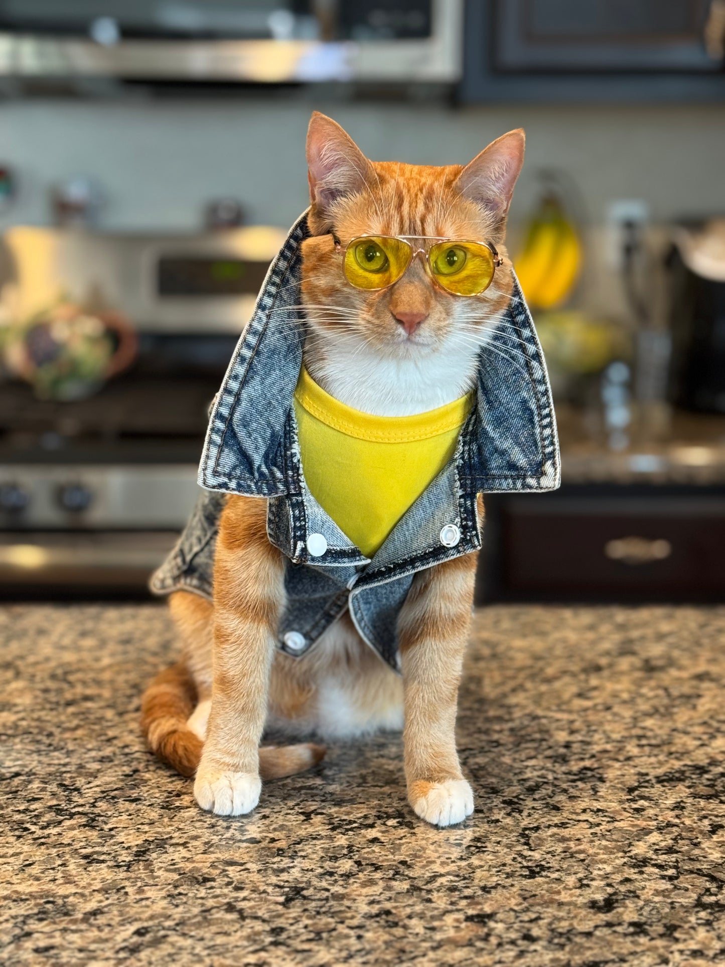 Pet Essential Shirt