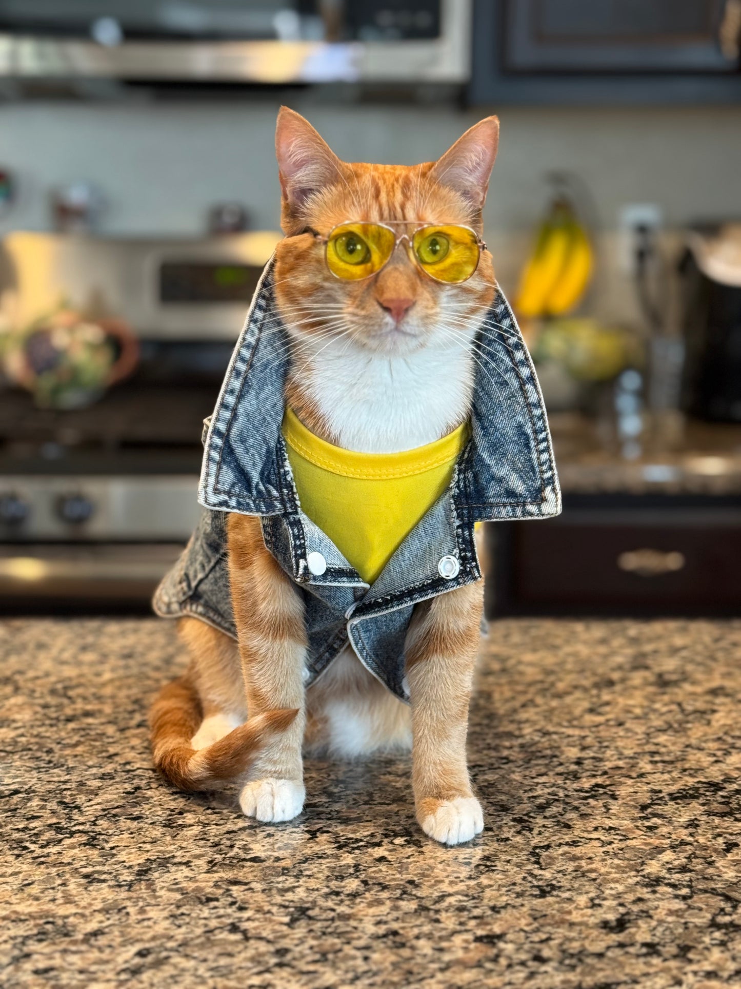 Cat wearing sunglasses and a denim jacket in a kitchen