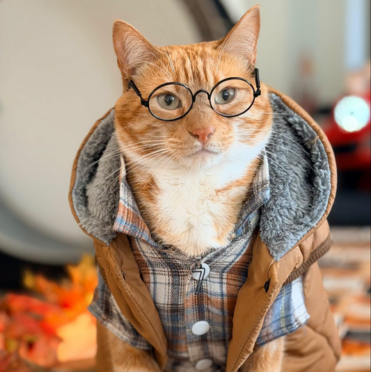 Cat Costume Glasses